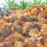 Starting and Succeeding in the Palm Oil Business in Nigeria 2024