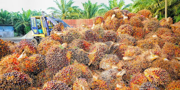 Read more about the article Starting and Succeeding in the Palm Oil Business in Nigeria 2024
